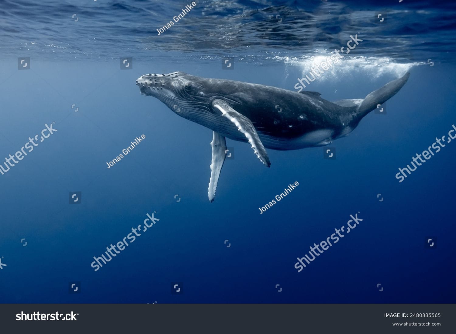 وال Whale - کد 2480335565
