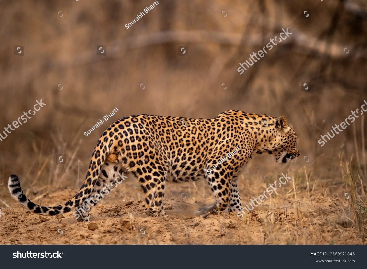پلنگ Leopard - کد 2569921845