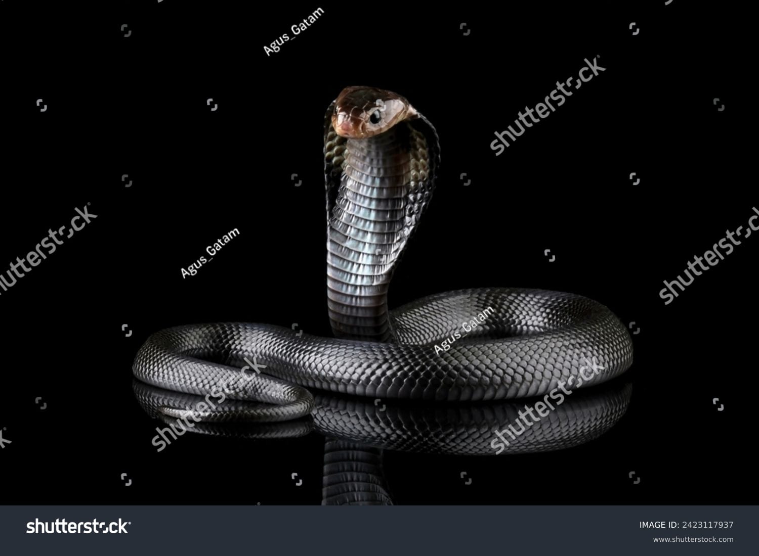 مار کبری Cobra Snake - کد 2423117937