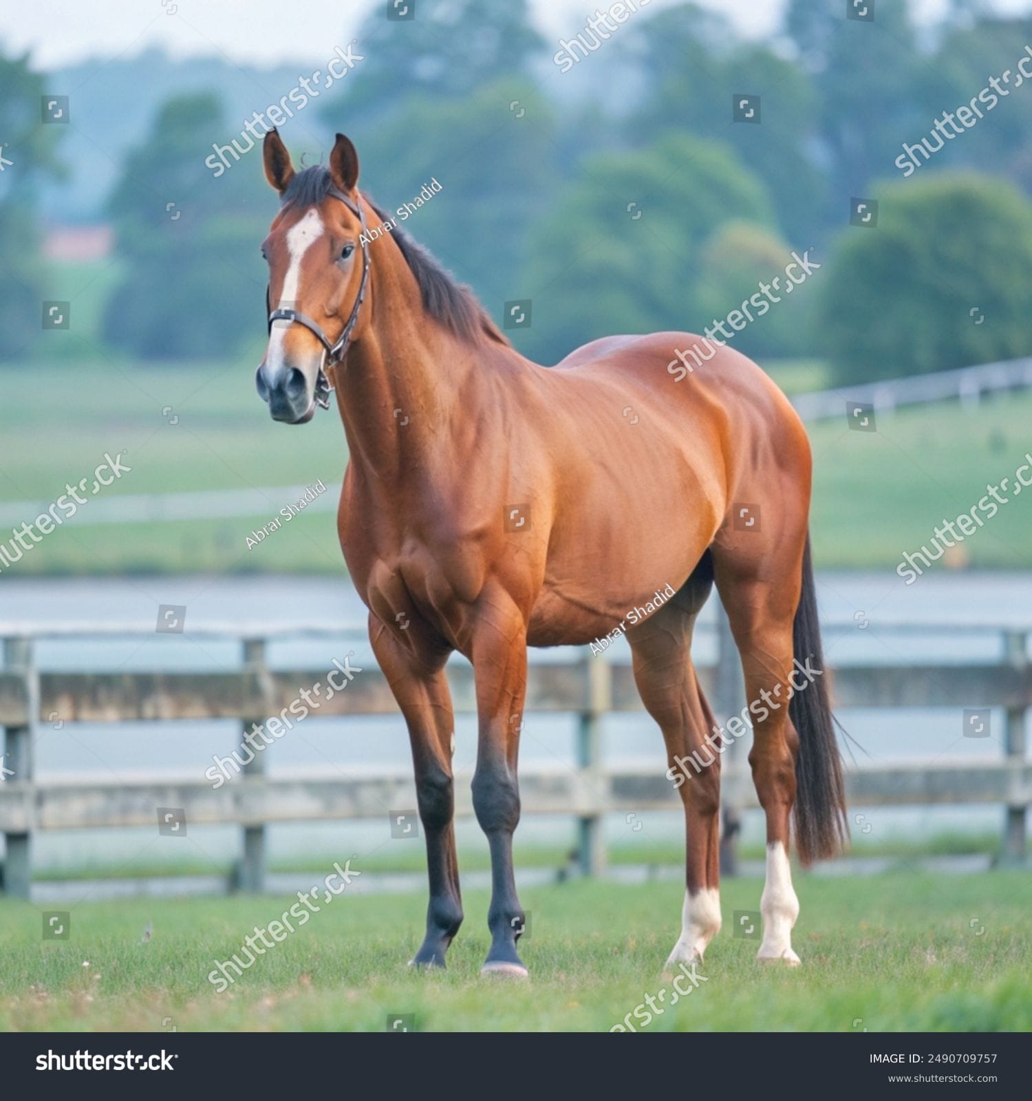 اسب horse - کد 2490709757