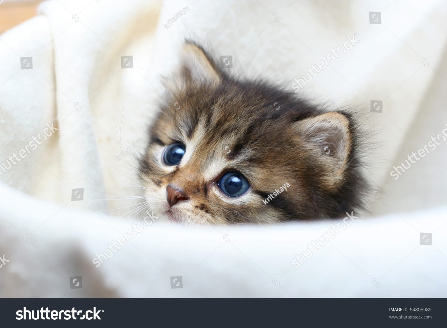 بچه گربه Baby Kitten - کد 64805989