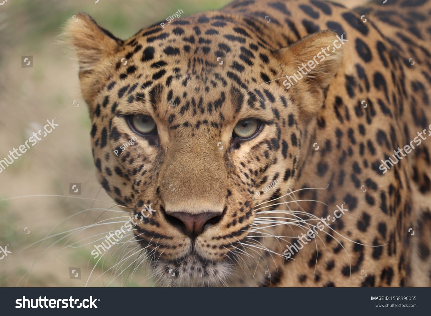 پلنگ Leopard - کد 1558390055