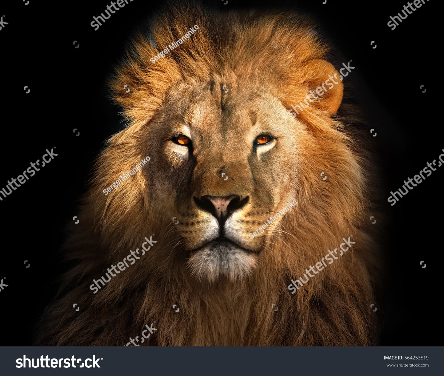 شیر Lion - کد 564253519