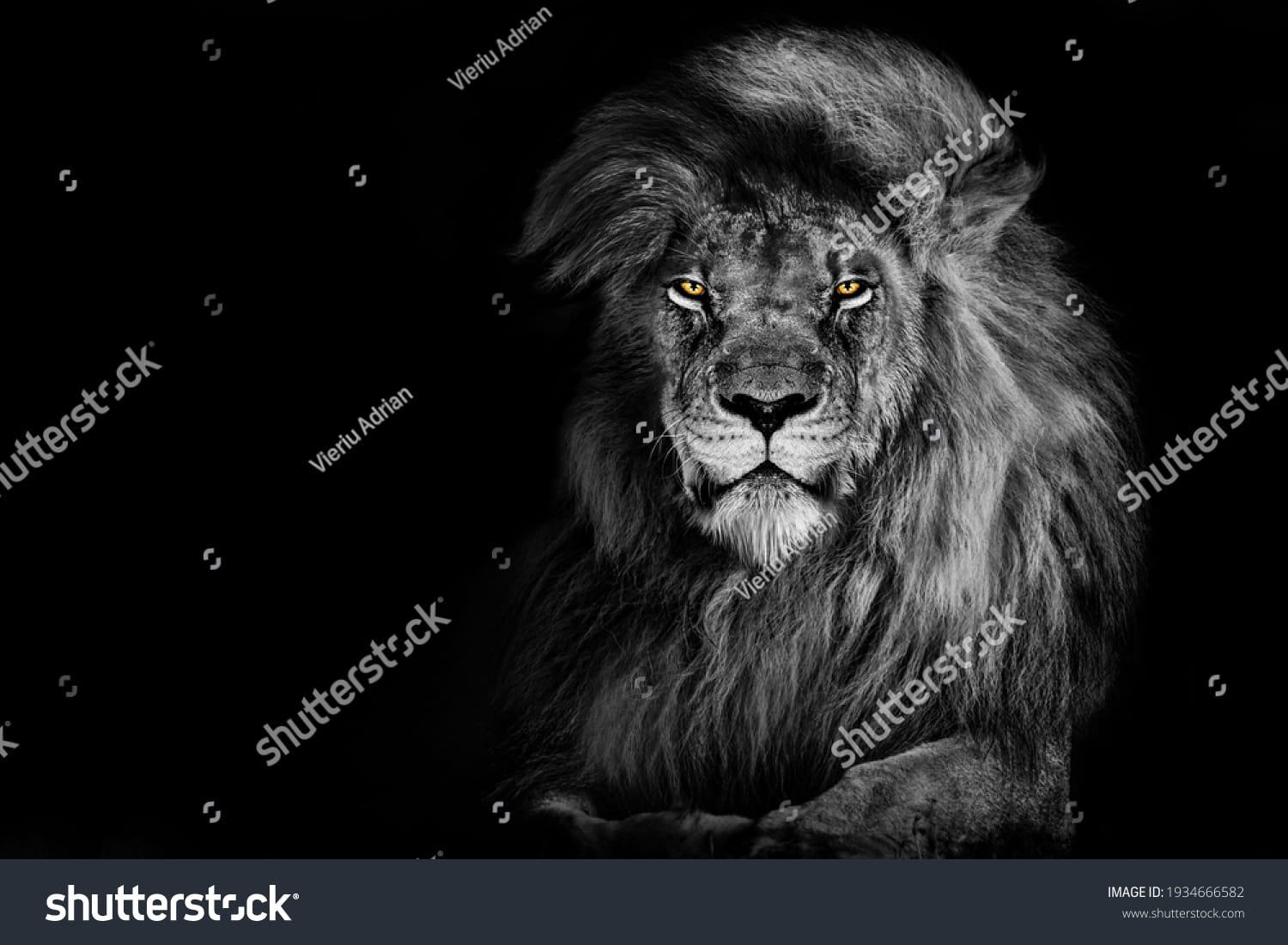 شیر Lion - کد 1934666582