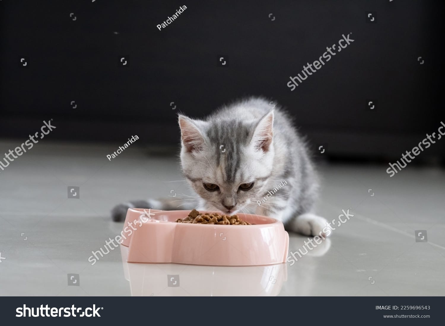 بچه گربه Baby Kitten - کد 2259696543