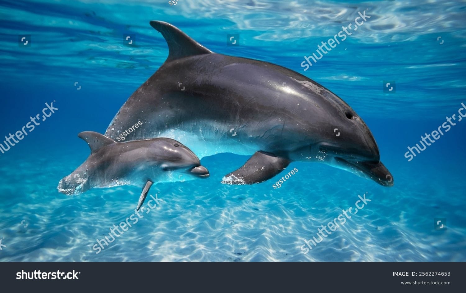 دلفین Dolphin - کد 2562274653