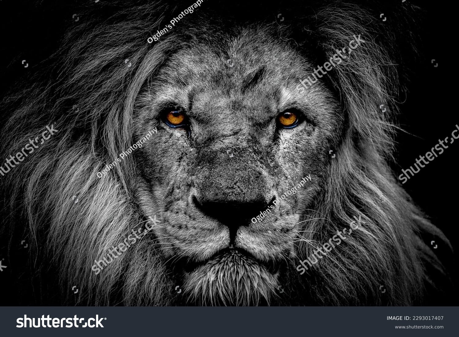شیر Lion - کد 2293017407