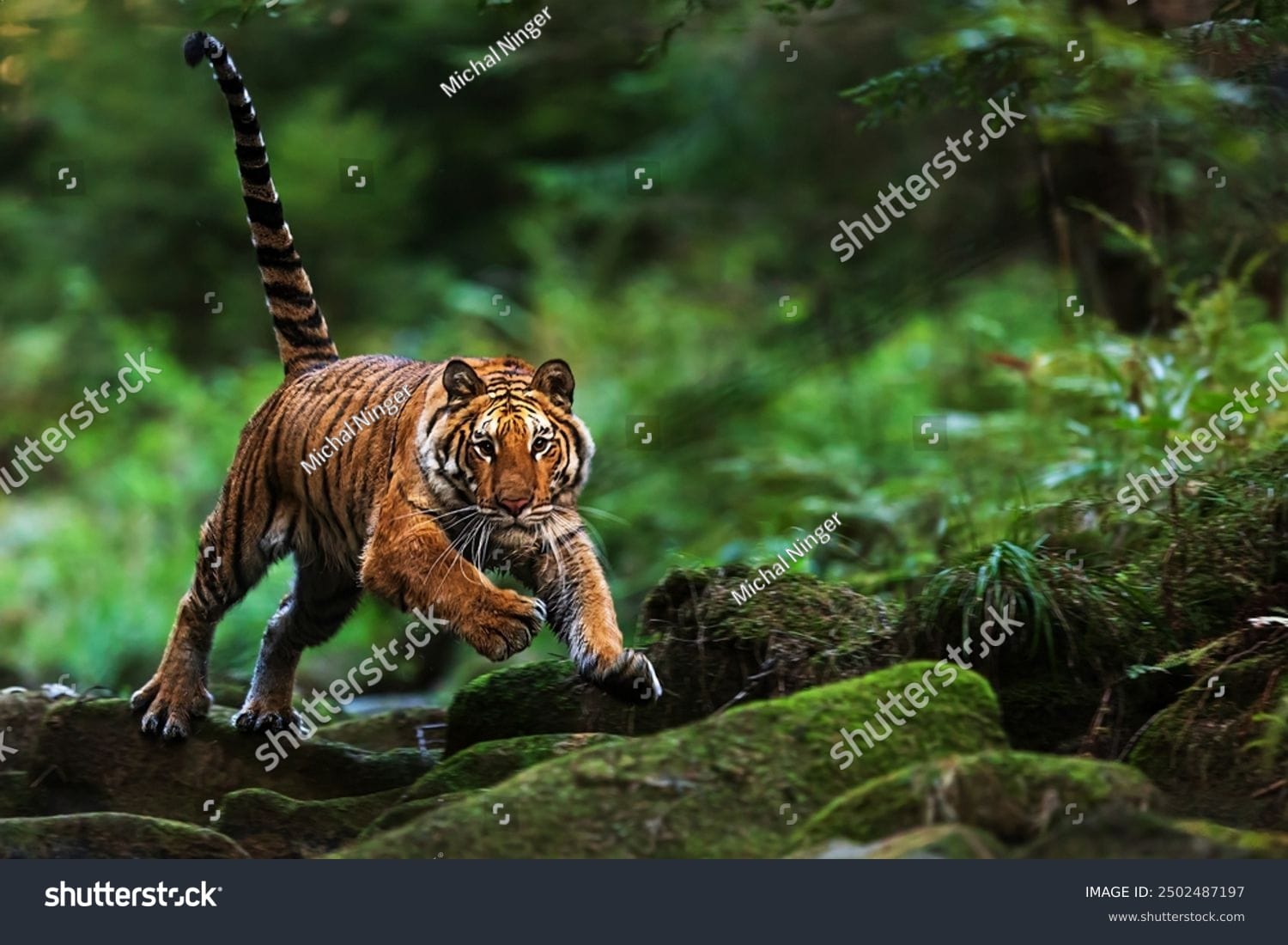 ببر Tiger - کد 2502487197