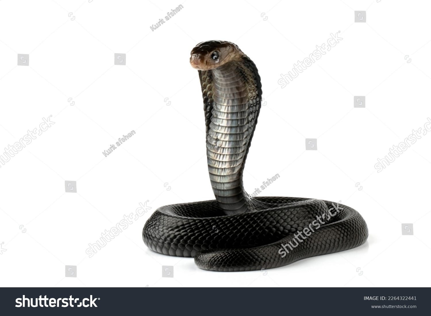 مار کبری Cobra Snake - کد 2264322441