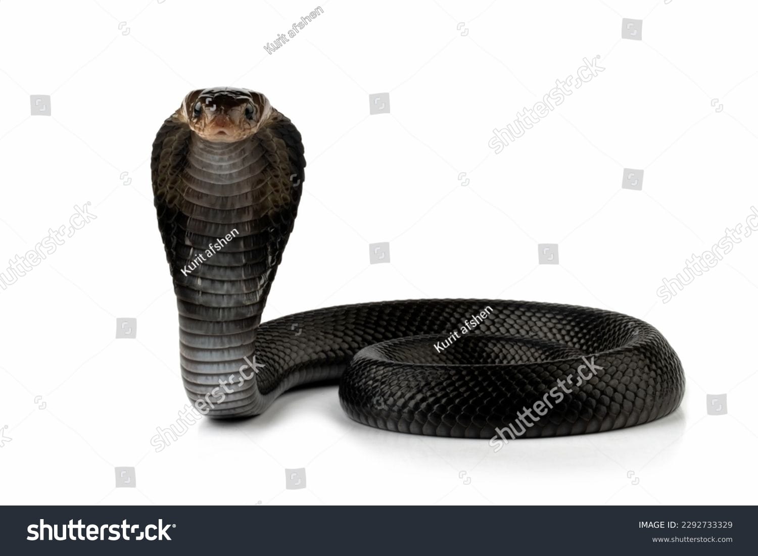 مار کبری Cobra Snake - کد 2292733329