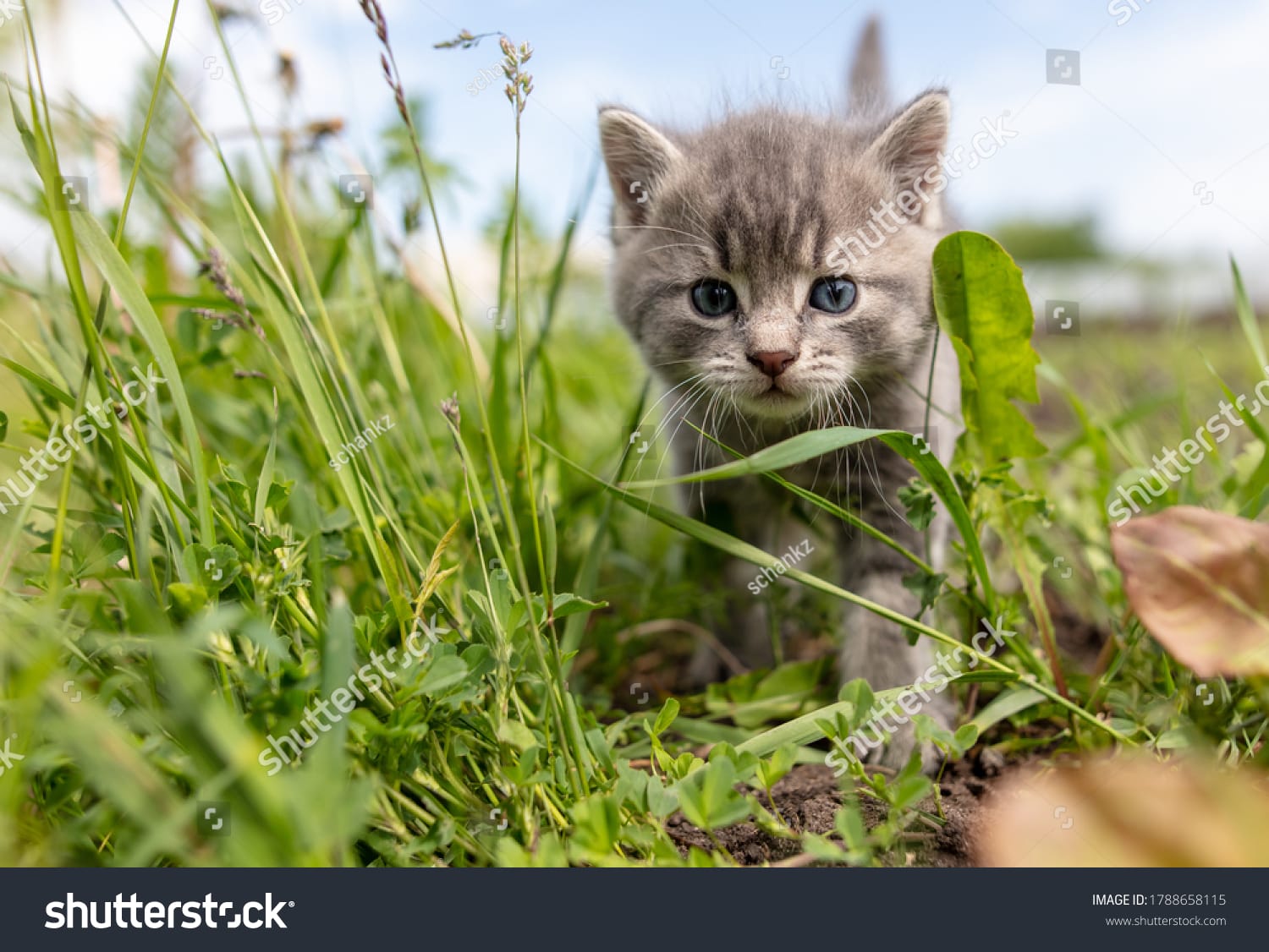 بچه گربه Baby Kitten - کد 1788658115