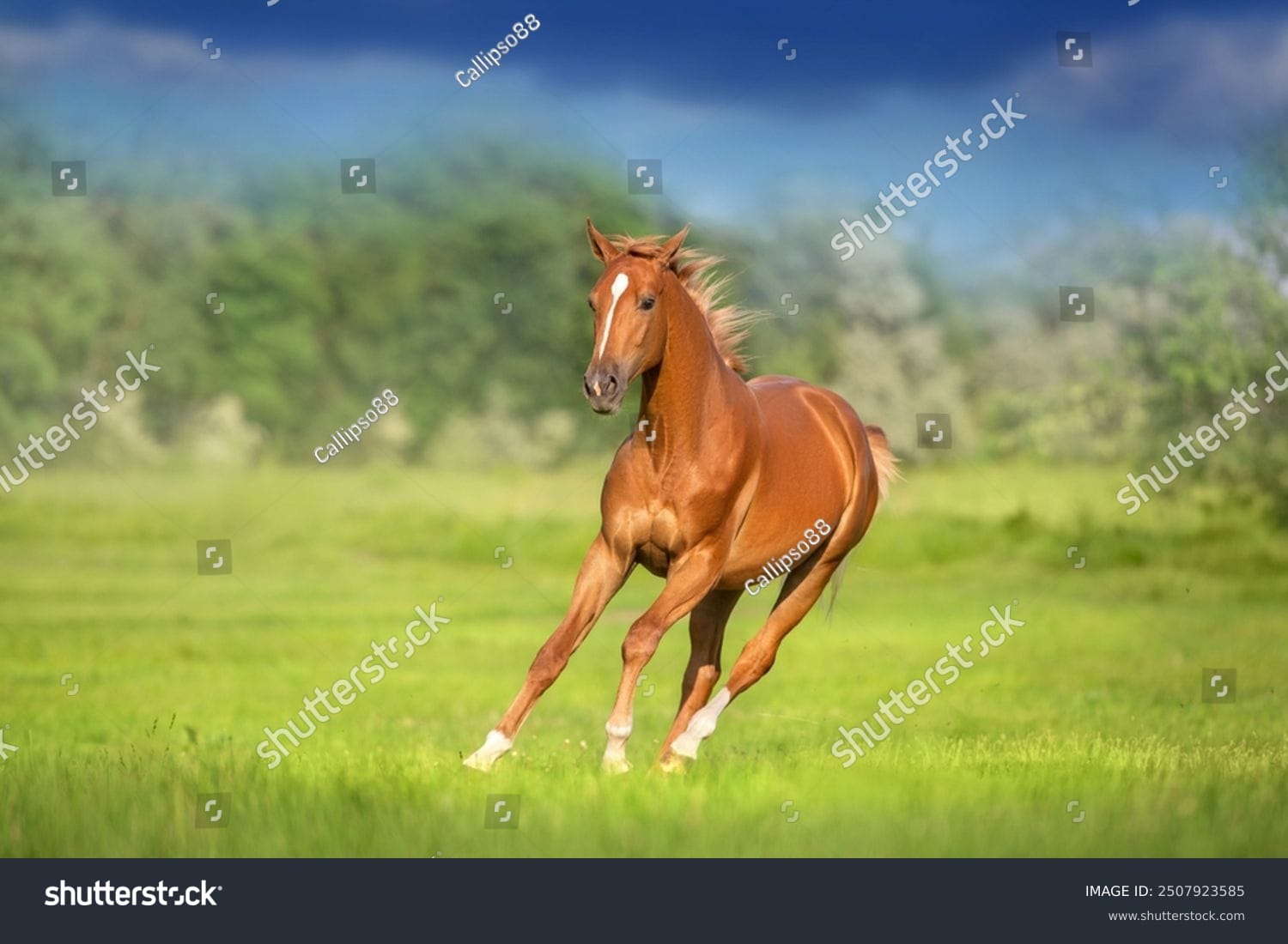 اسب horse - کد 2507923585