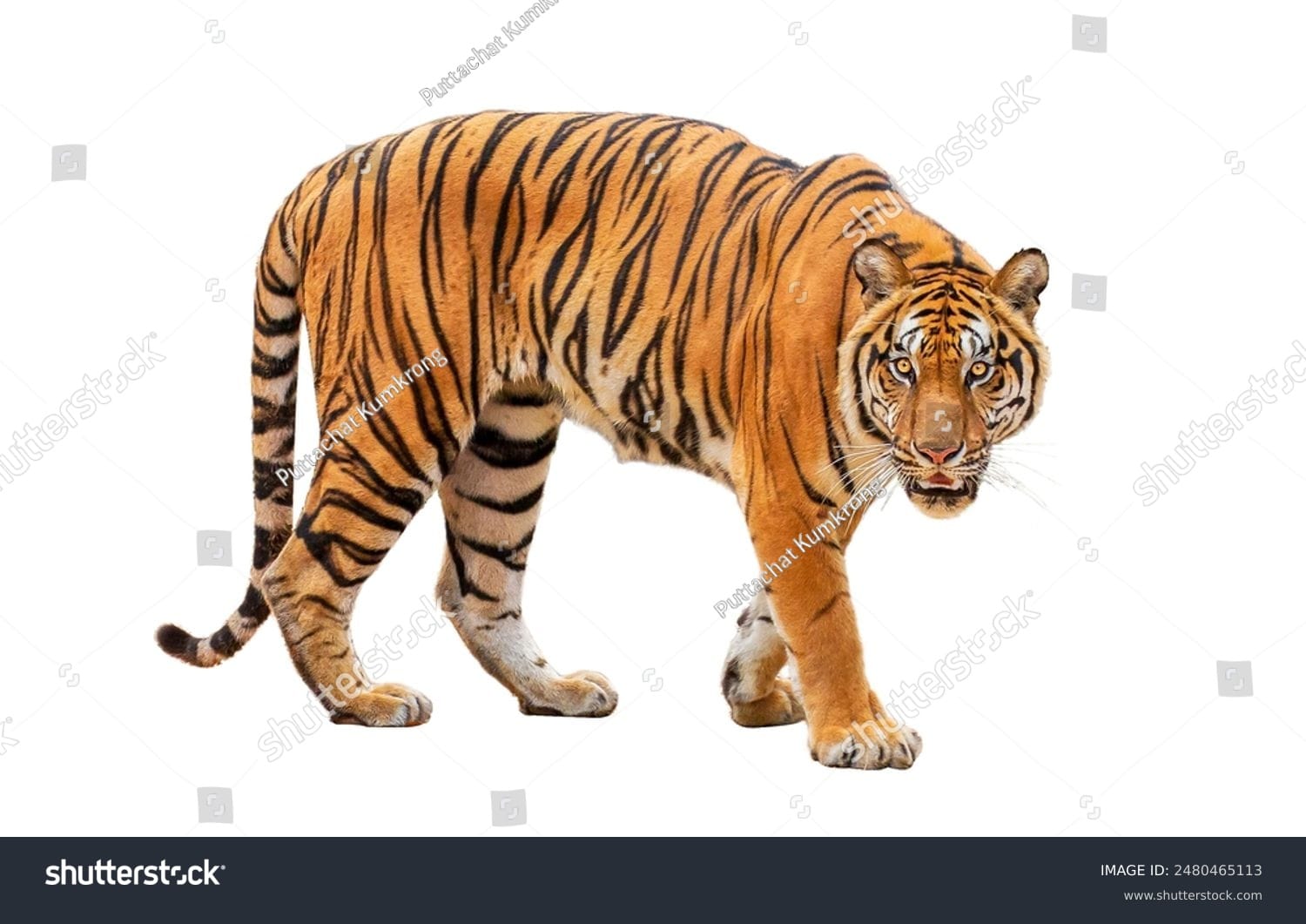 ببر Tiger - کد 2480465113