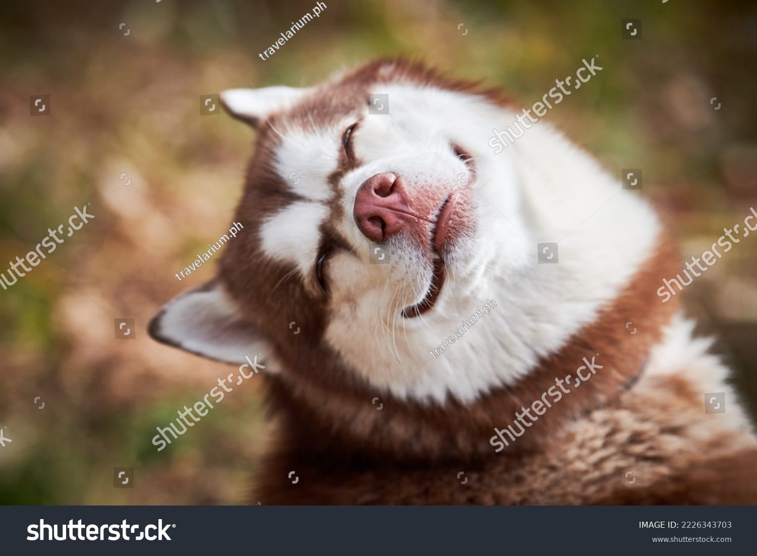 سگ بامزه Cute Dog - کد 2226343703