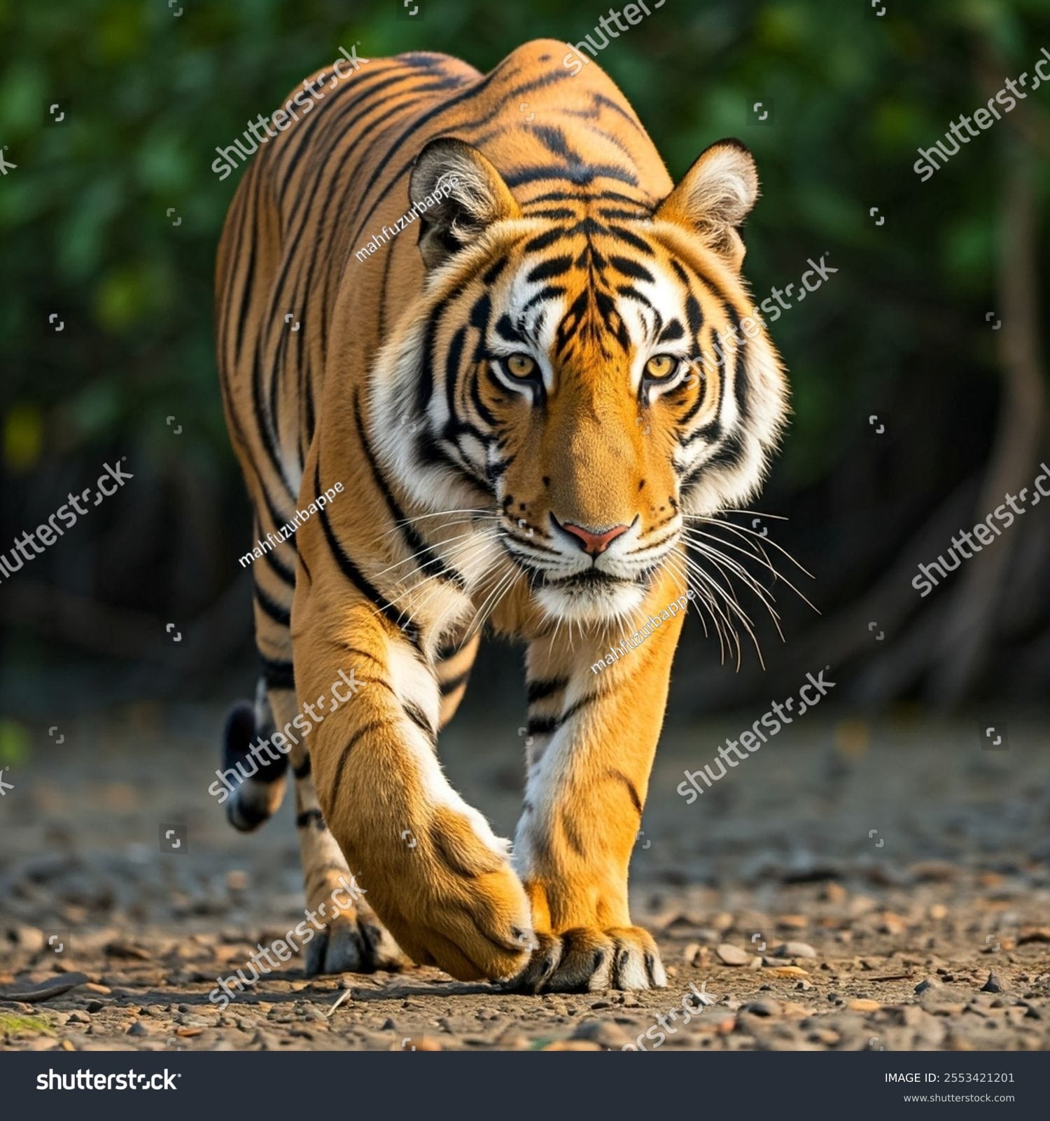 ببر Tiger - کد 2553421201