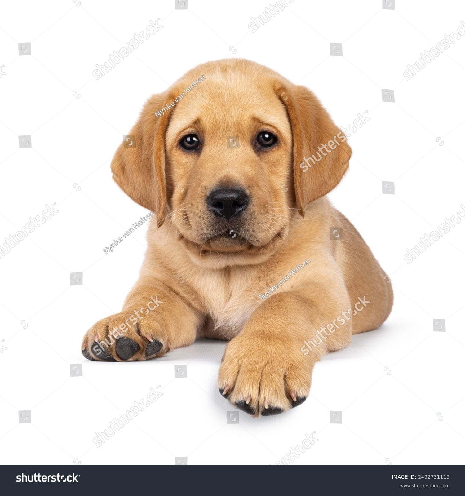 سگ بامزه Cute Dog - کد 2492731119