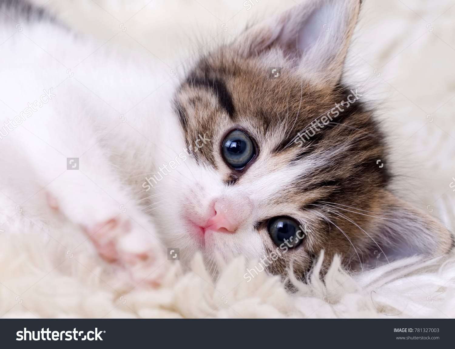 بچه گربه Baby Kitten - کد 781327003