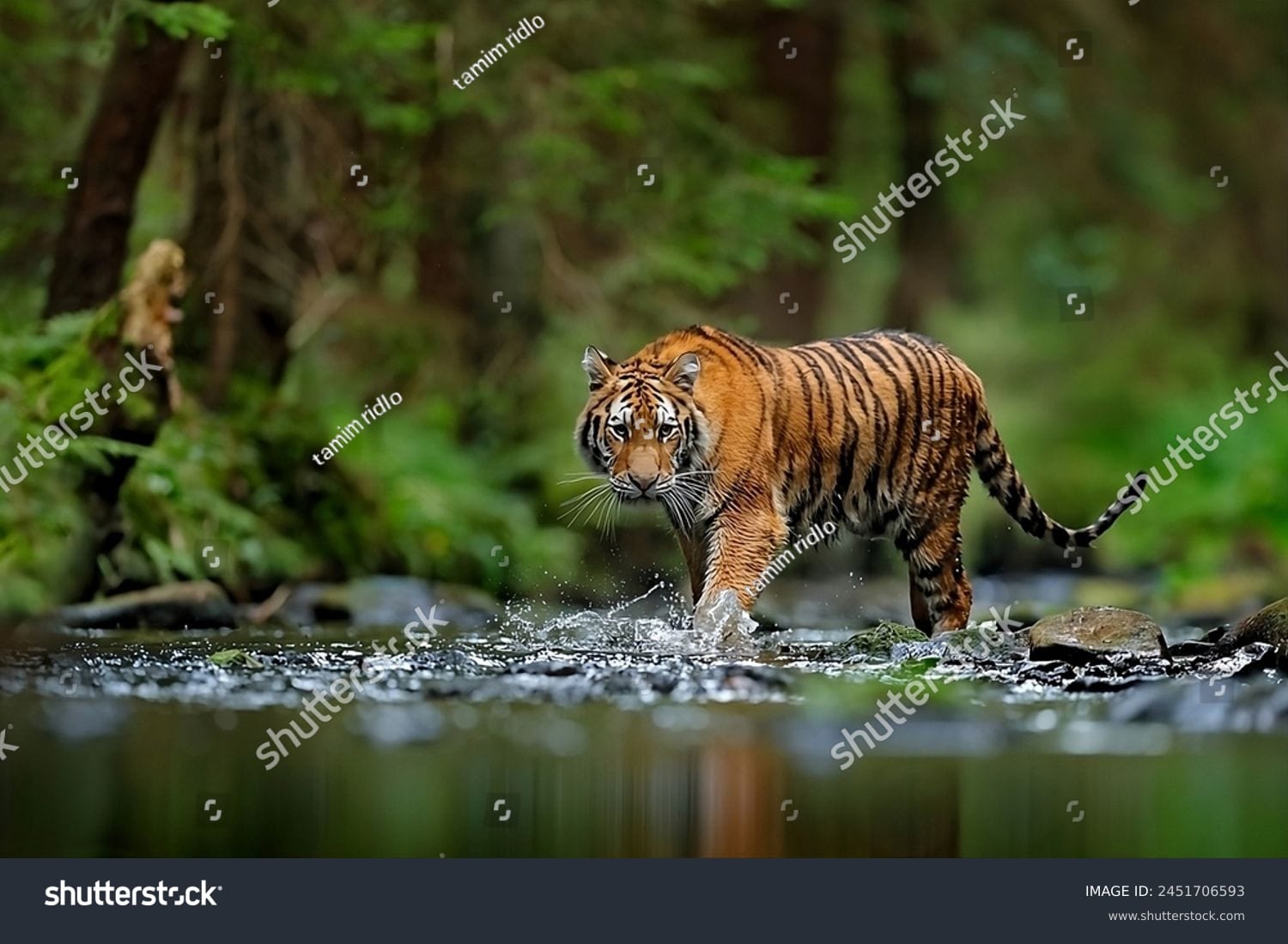 ببر Tiger - کد 2451706593