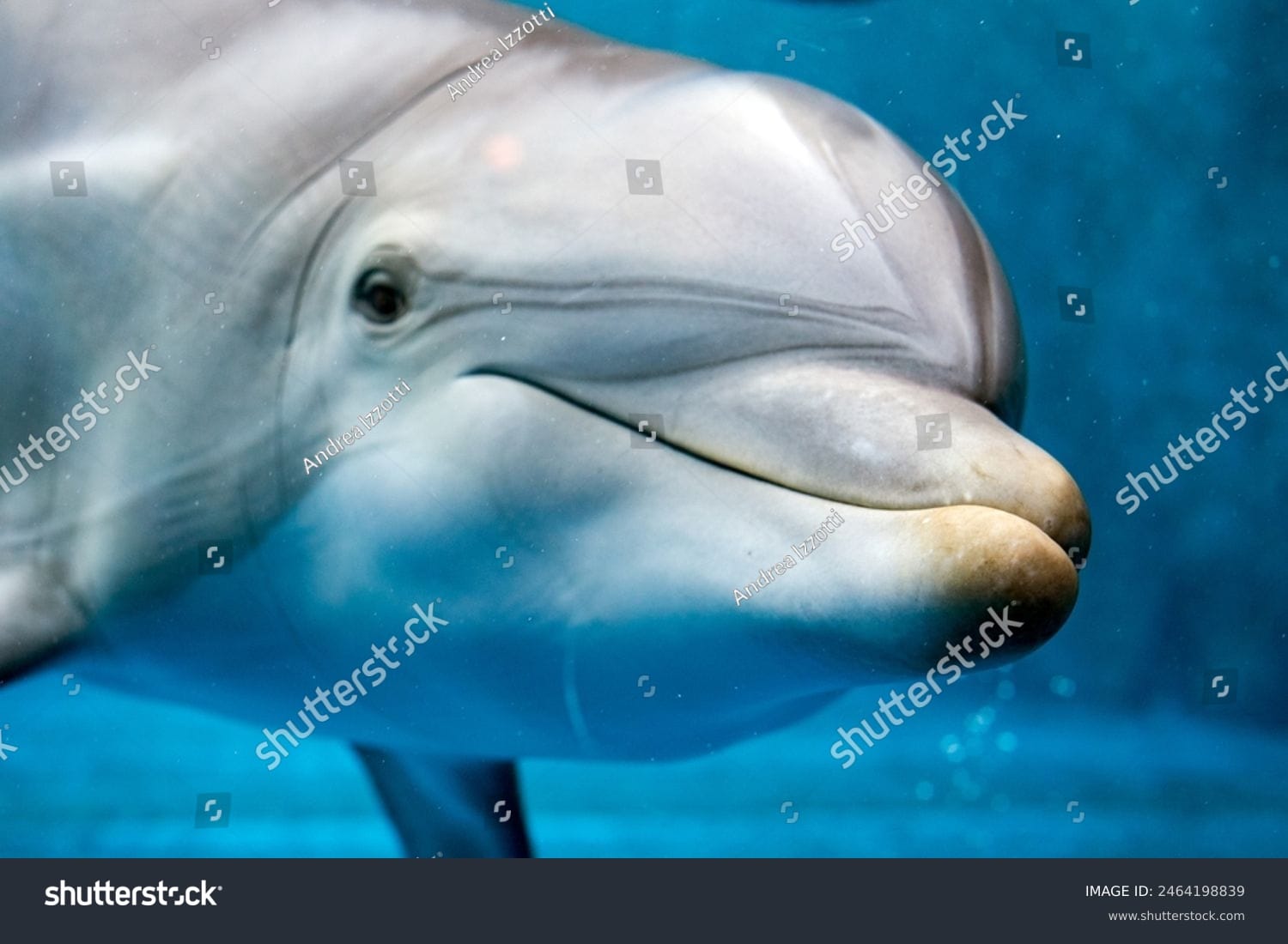 دلفین Dolphin - کد 2464198839