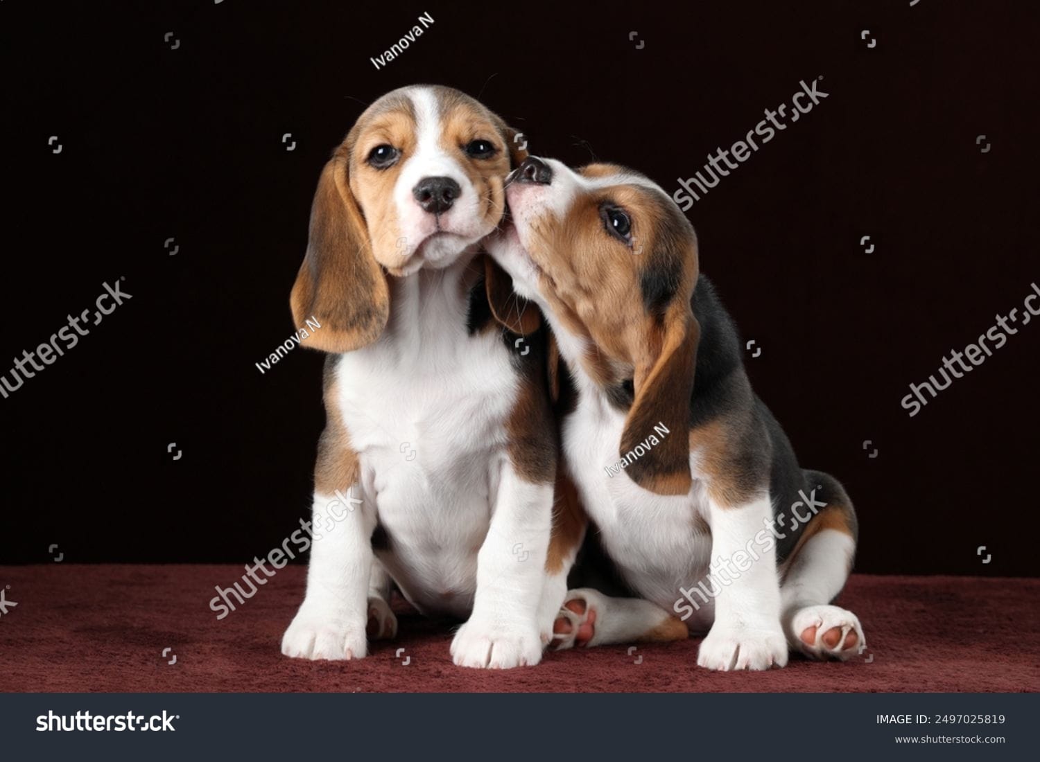 سگ بامزه Cute Dog - کد 2497025819