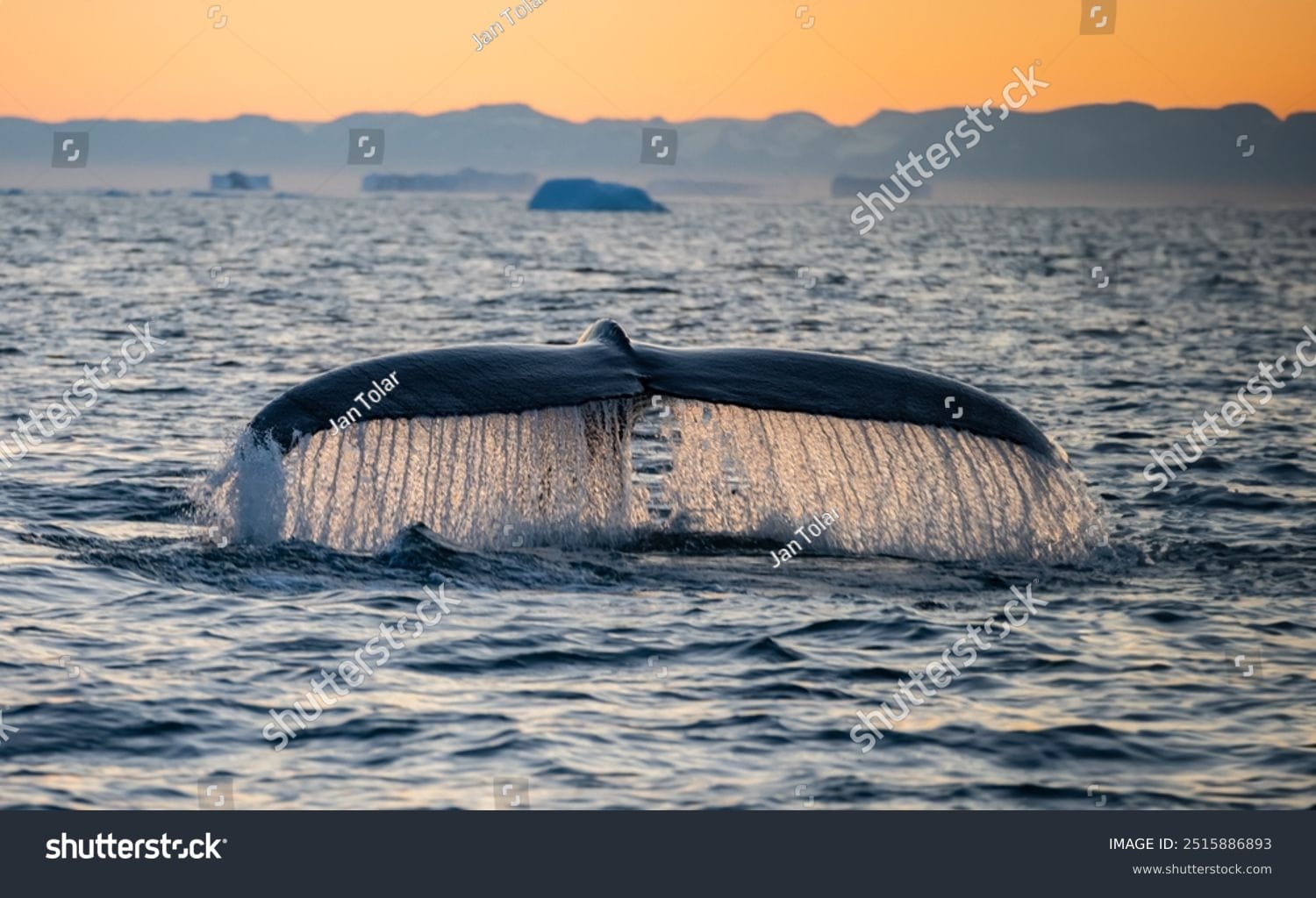 وال Whale - کد 2515886893