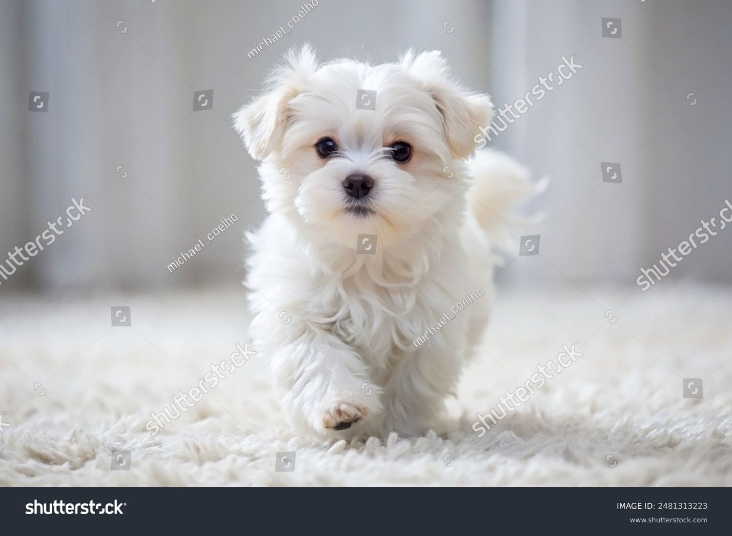 سگ بامزه Cute Dog - کد 2481313223