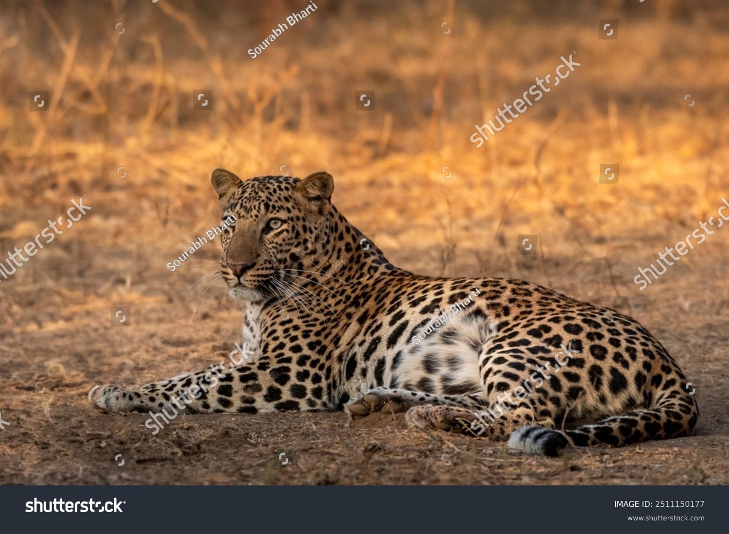 پلنگ Leopard - کد 2511150177