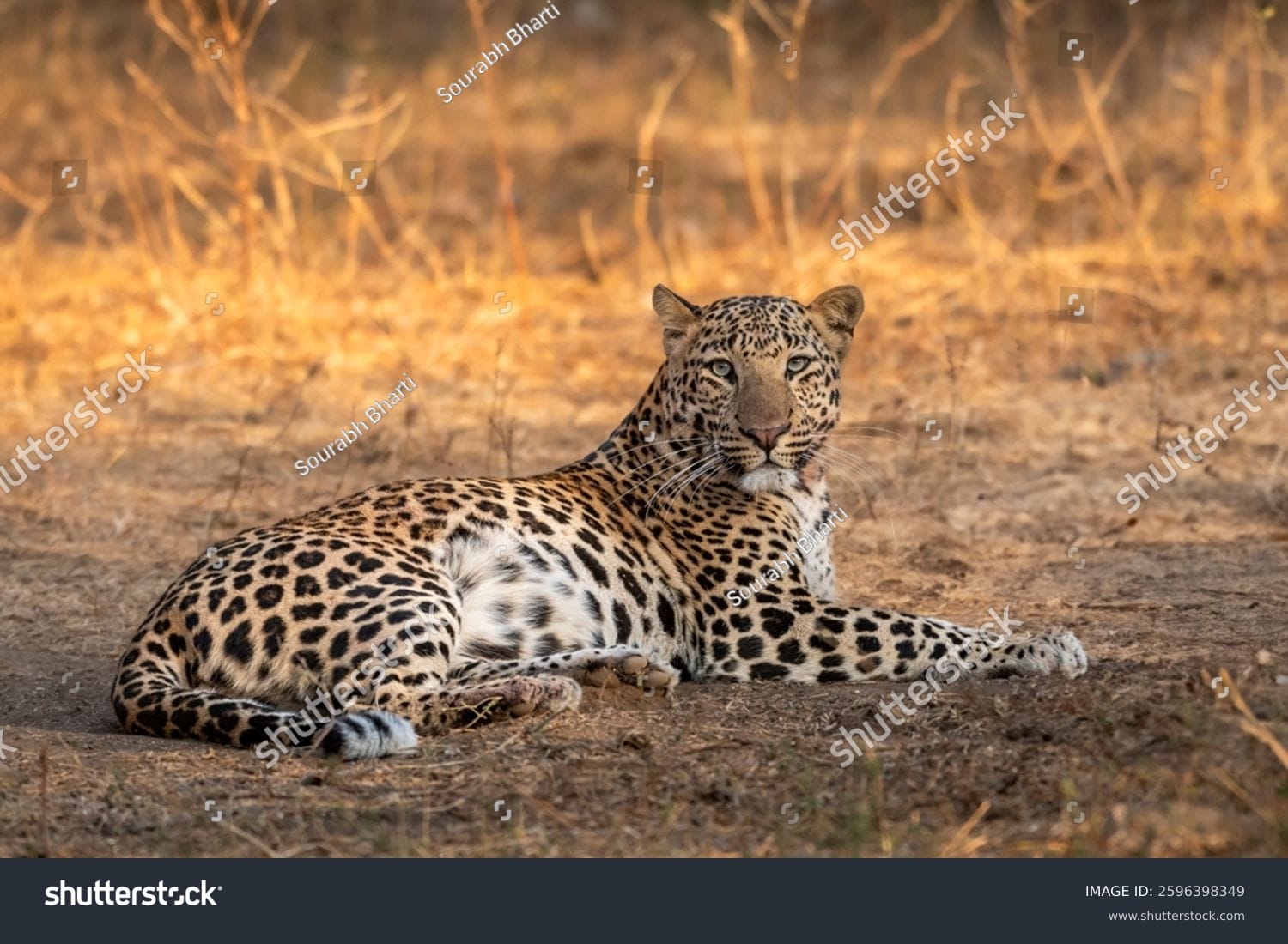 پلنگ Leopard - کد 2596398349