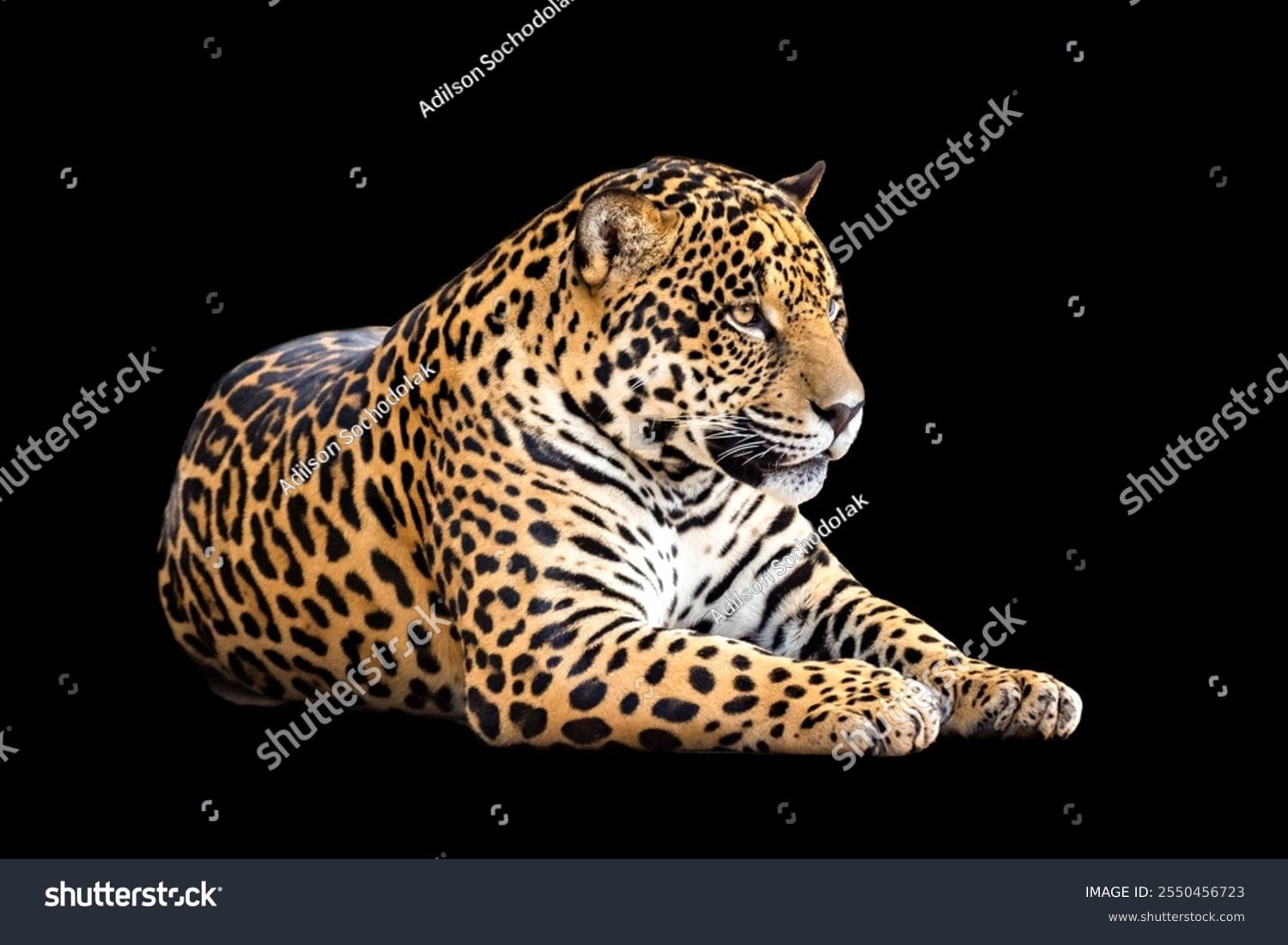 پلنگ Leopard - کد 2550456723