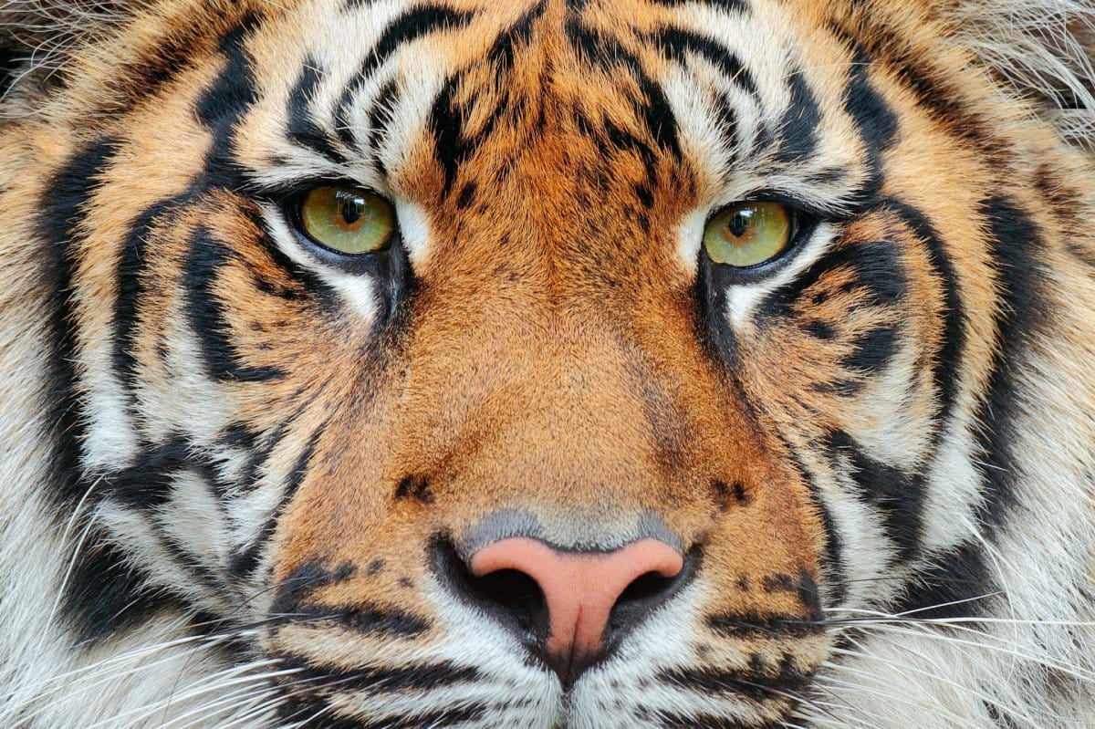 10عکس زیبا و باکیفیت از ببر Tiger برای چاپ روی انواع پرده