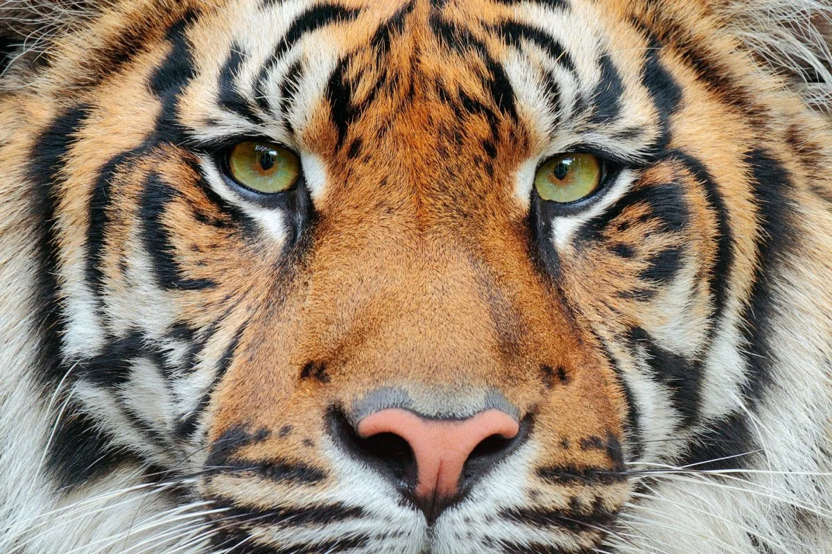 10عکس زیبا و باکیفیت از ببر Tiger برای چاپ روی انواع پرده