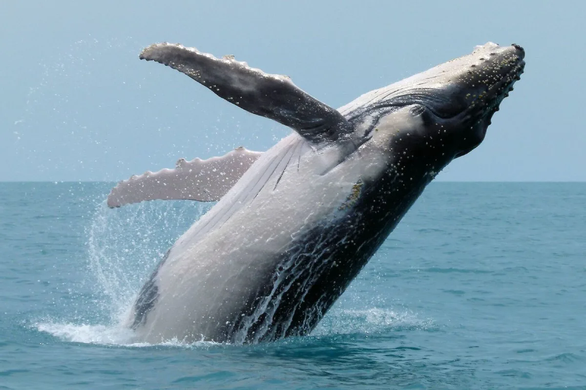 10عکس باکیفیت از وال Whale برای چاپ روی انواع پرده