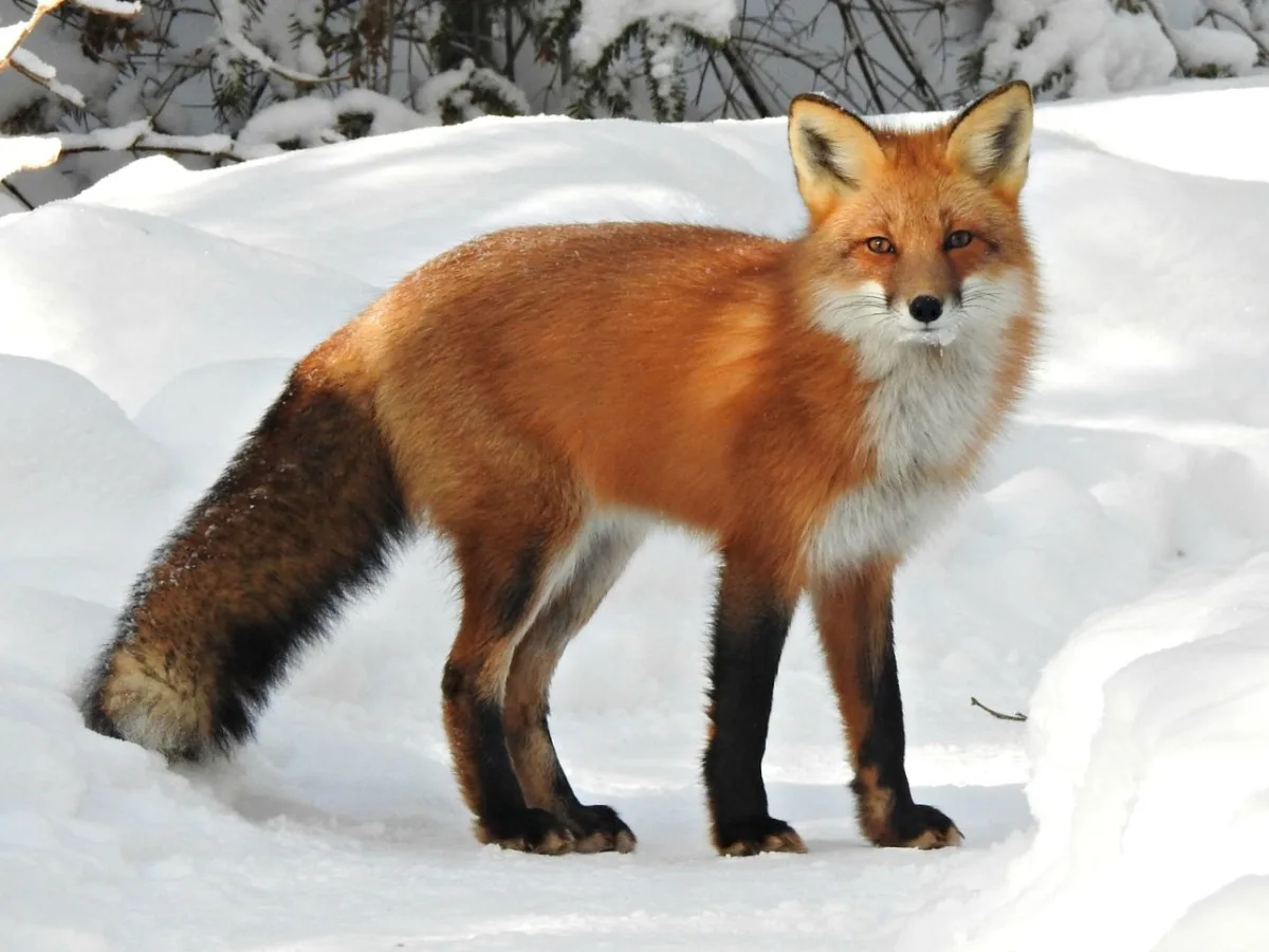 10عکس باکیفیت از روباه Fox برای چاپ روی انواع پرده