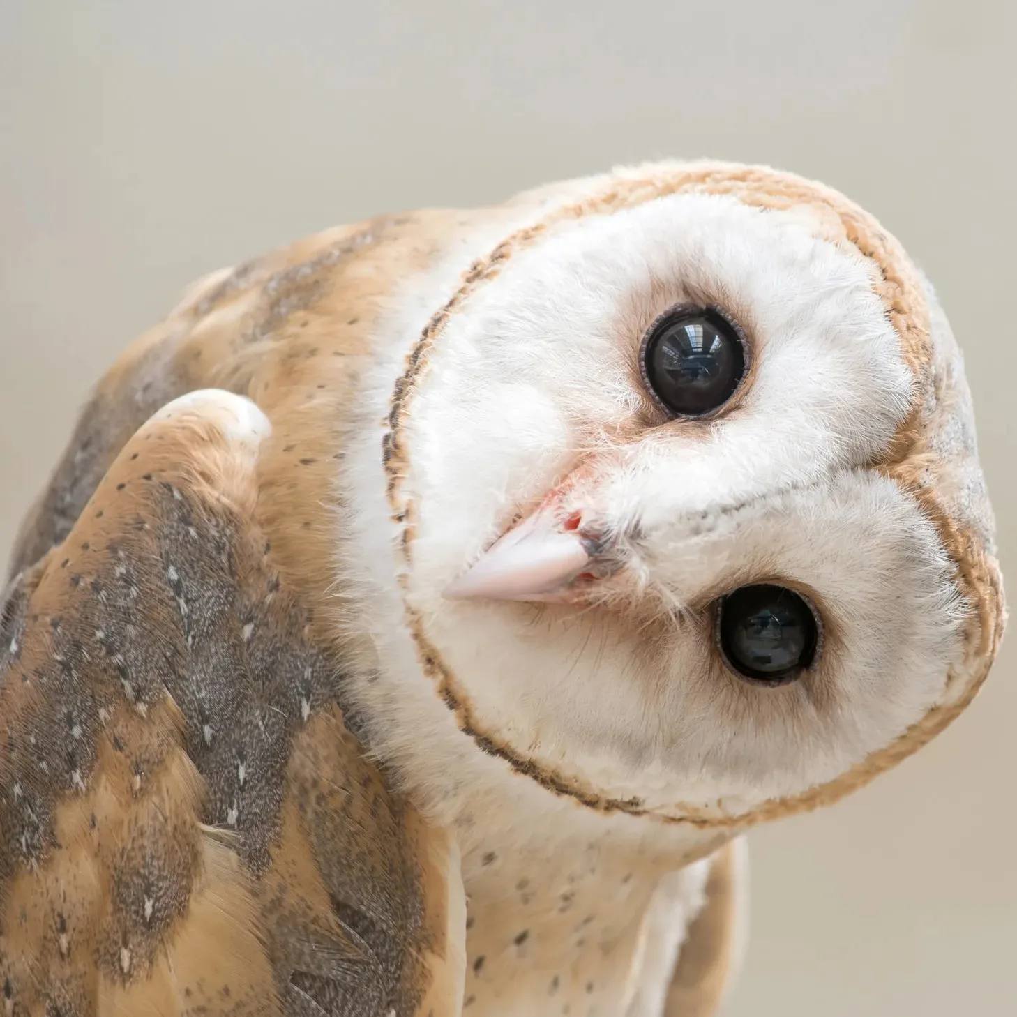 10عکس باکیفیت از جغد Owl برای چاپ روی انواع پرده
