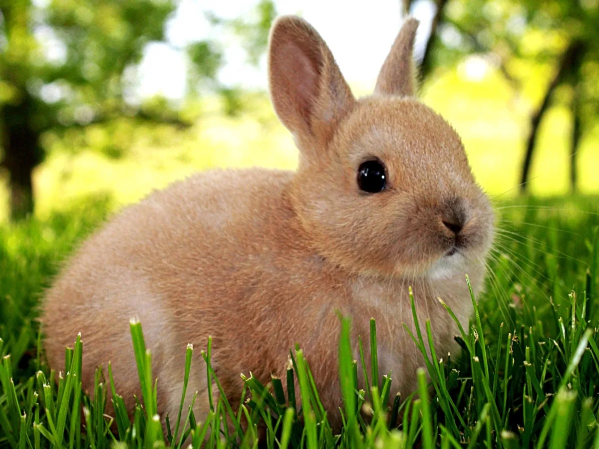 10عکس باکیفیت از خرگوش Rabbit برای چاپ روی انواع پرده