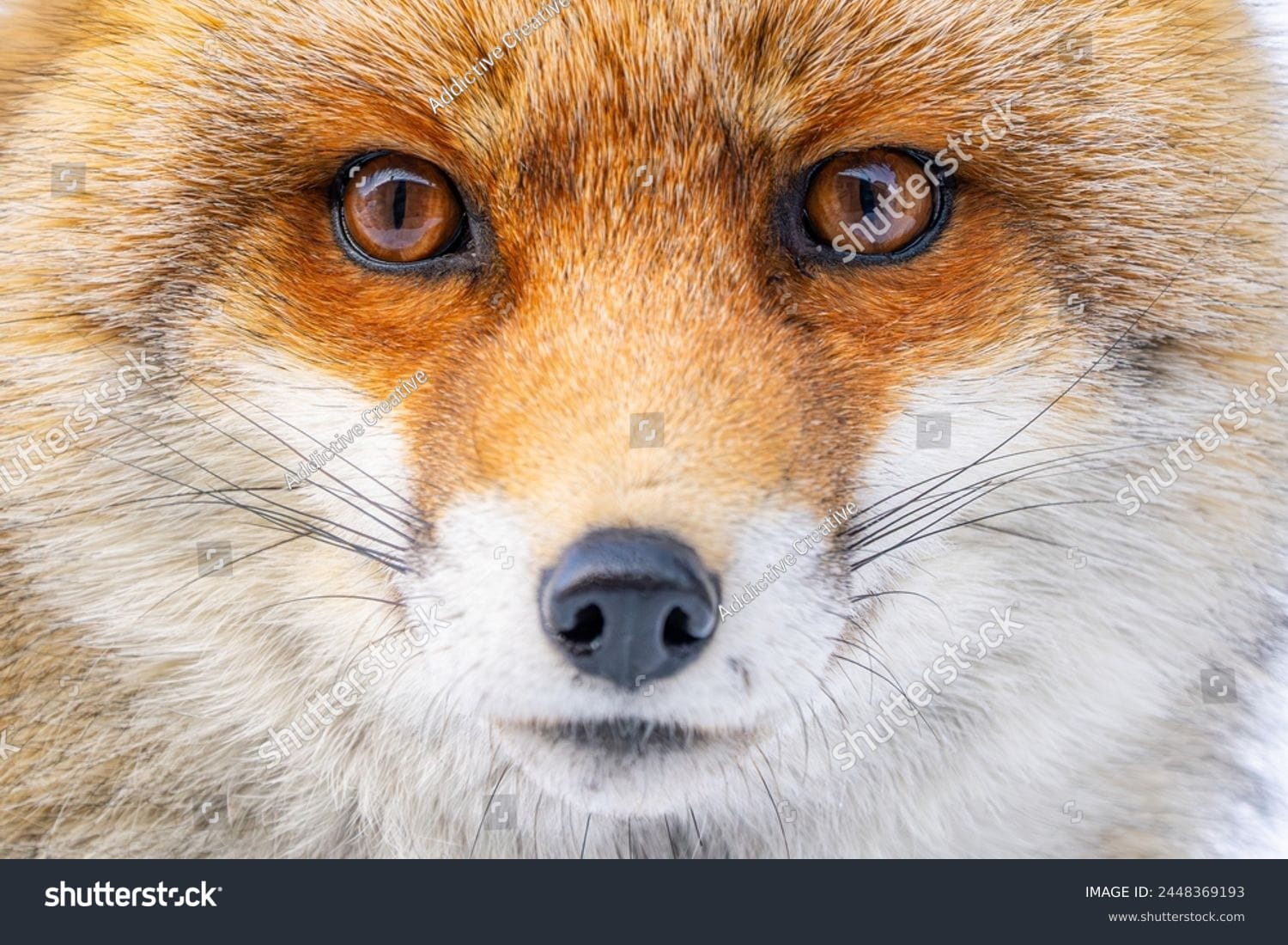 روباه Fox - کد 2448369193
