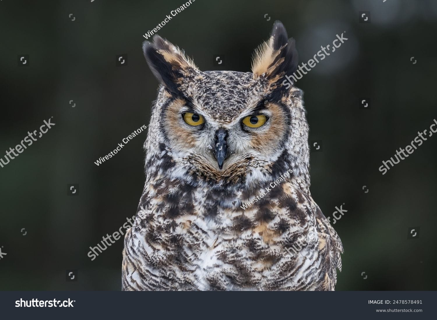 جغد Owl - کد 2478578491
