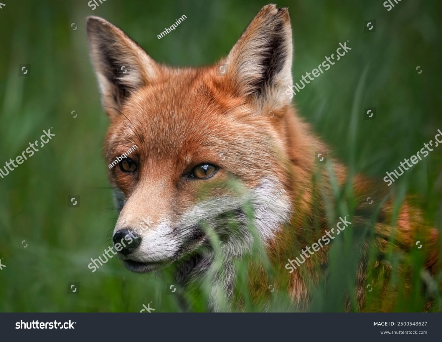 روباه Fox - کد 2500548627