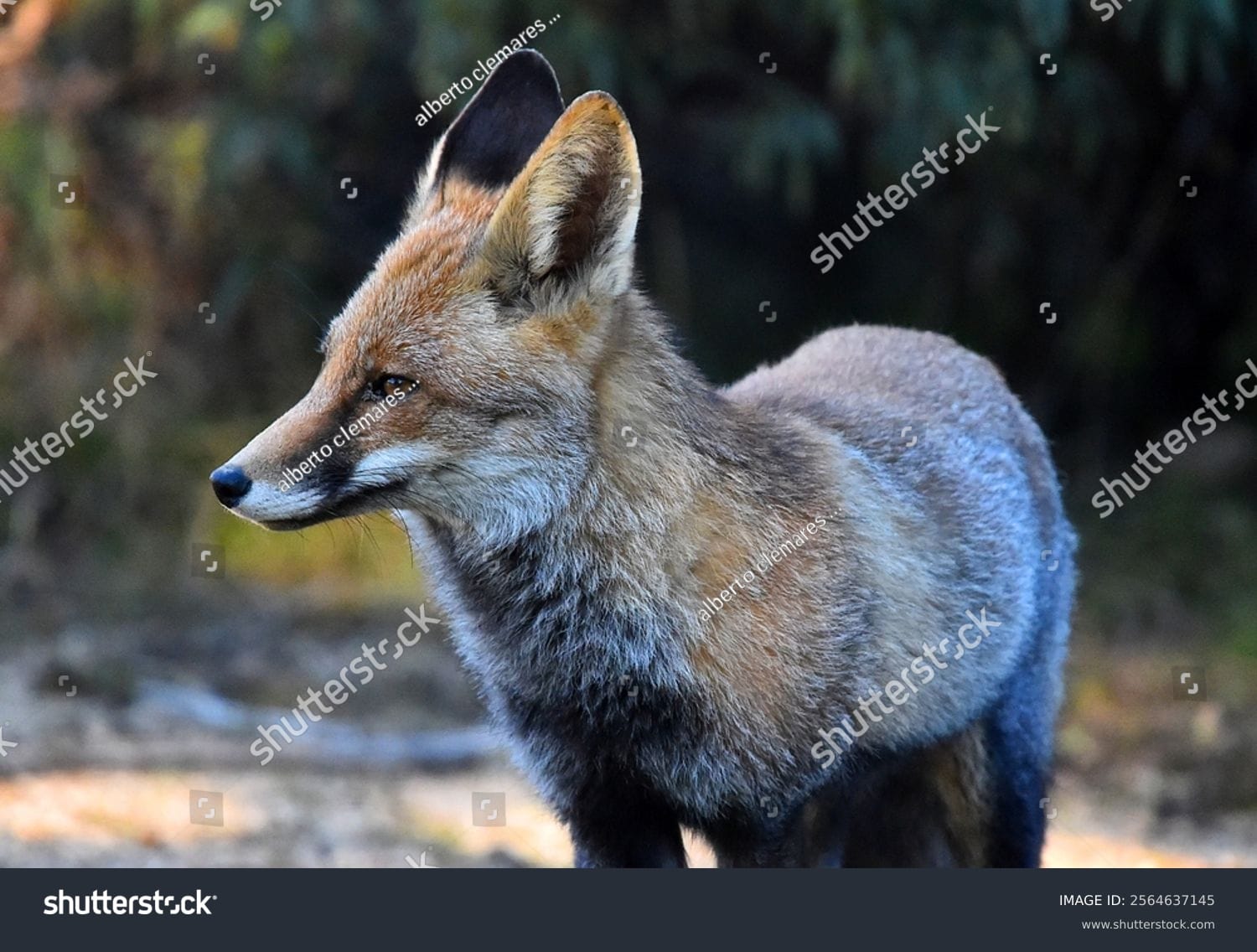 روباه Fox - کد 2564637145