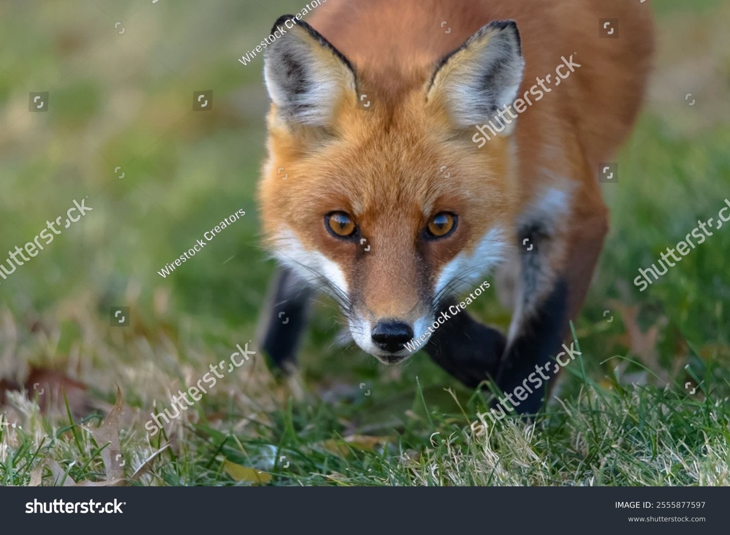 روباه Fox - کد 2555877597