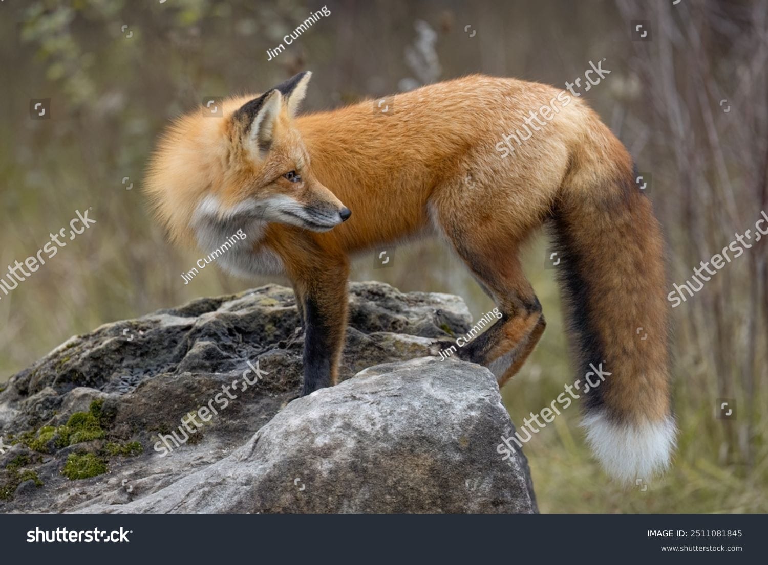 روباه Fox - کد 2511081845