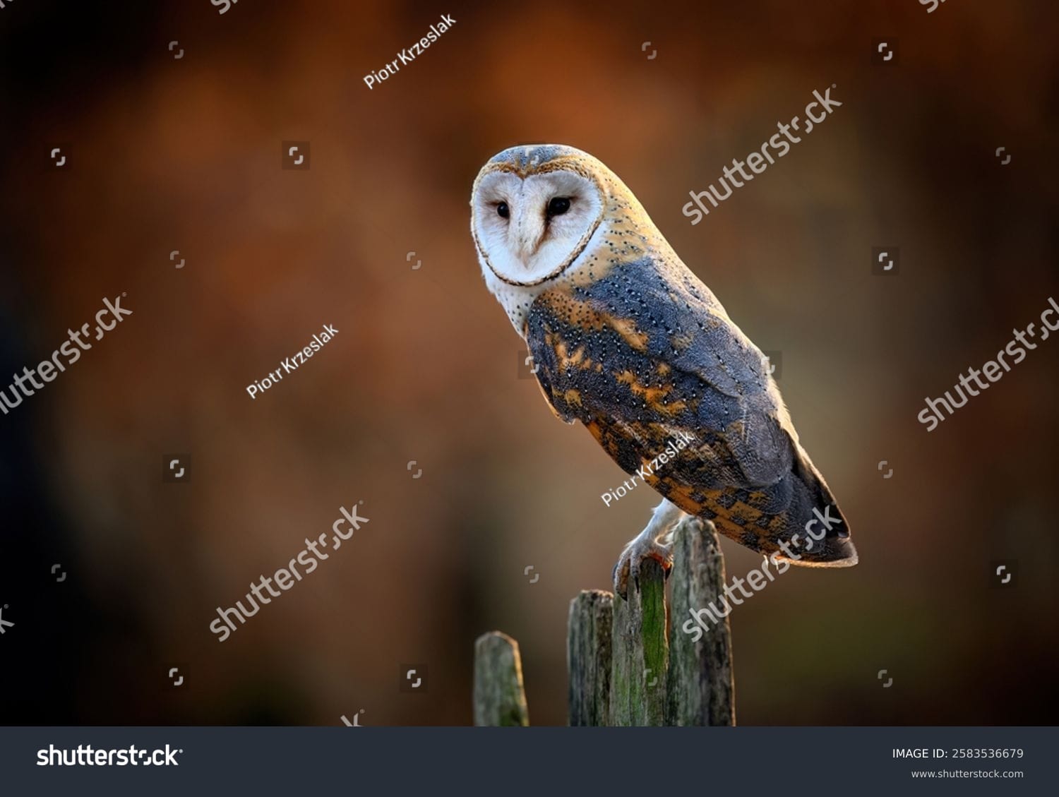 جغد Owl - کد 2583536679