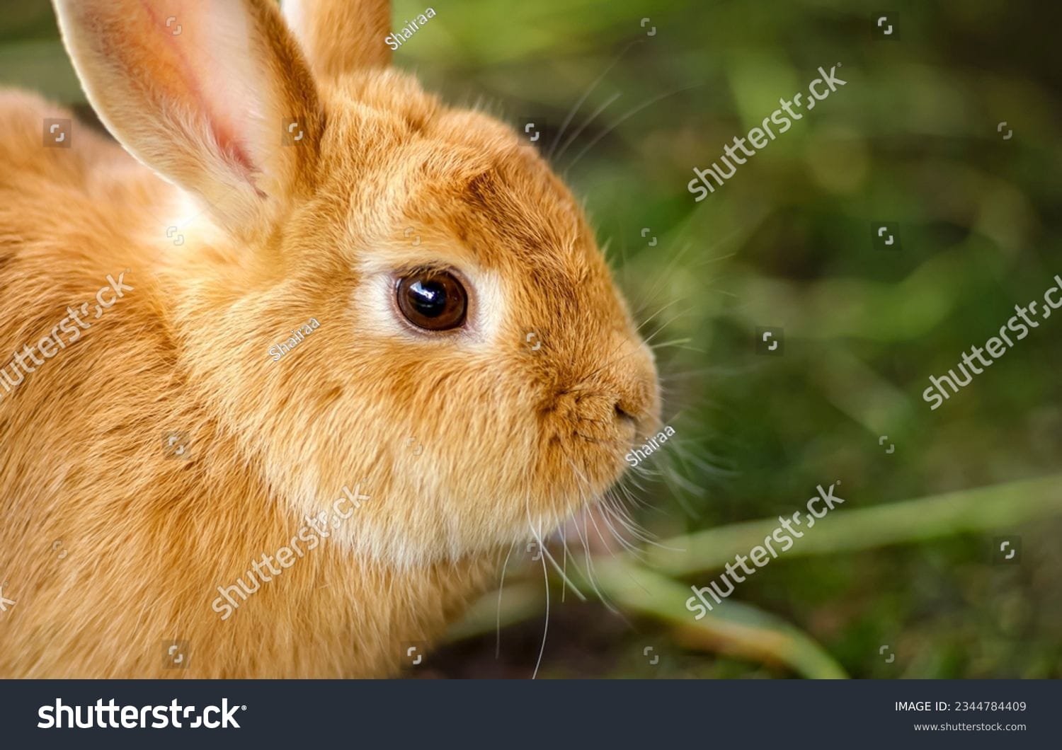 خرگوش Rabbit - کد 2344784409
