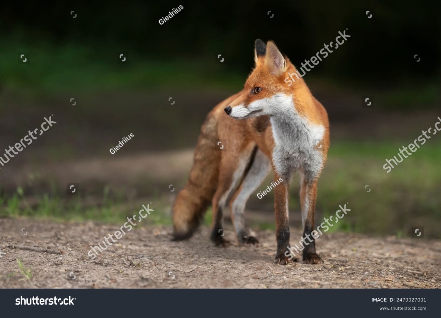 روباه Fox - کد 2479027001