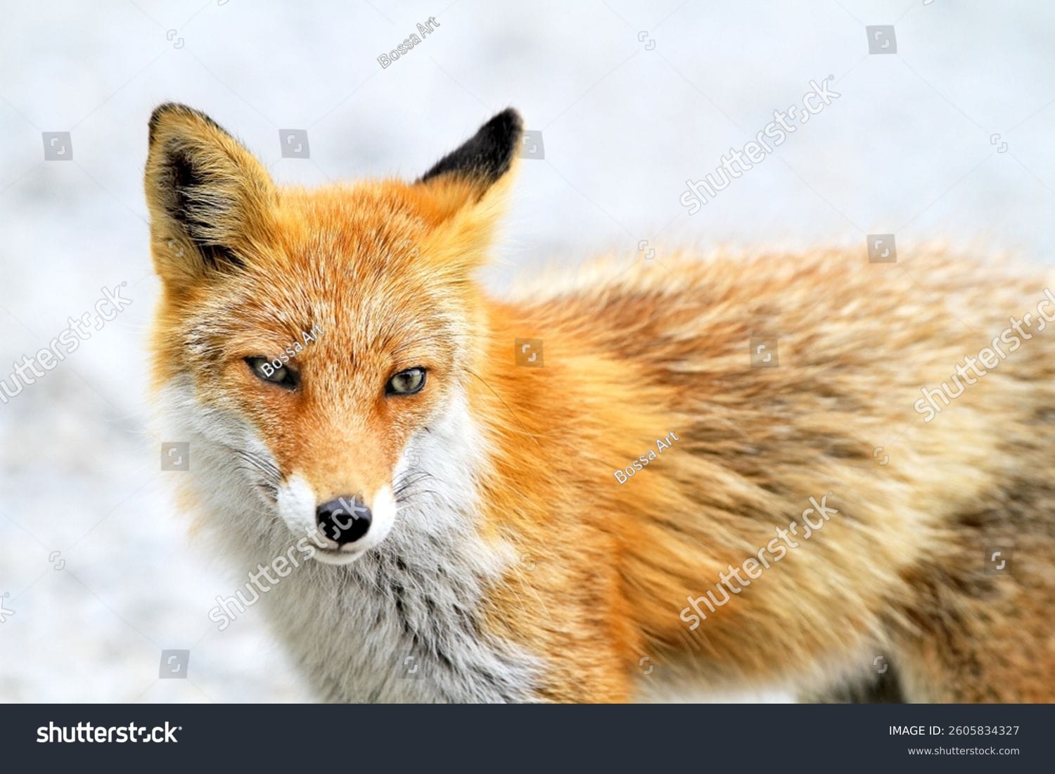 روباه Fox - کد 2605834327
