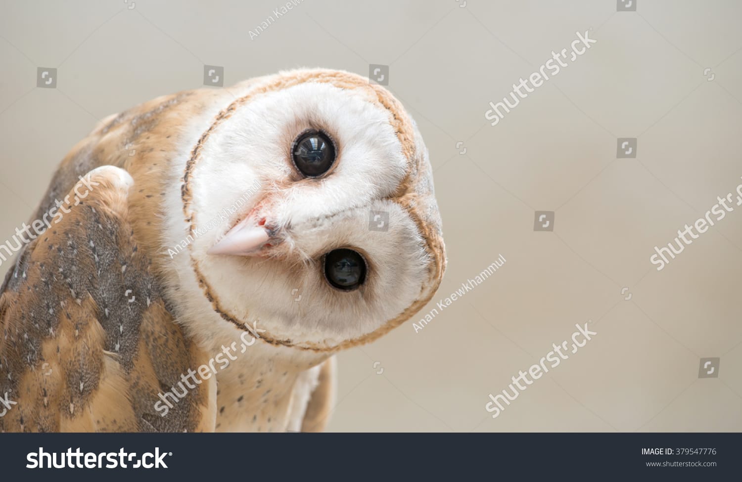 جغد Owl - کد 379547776