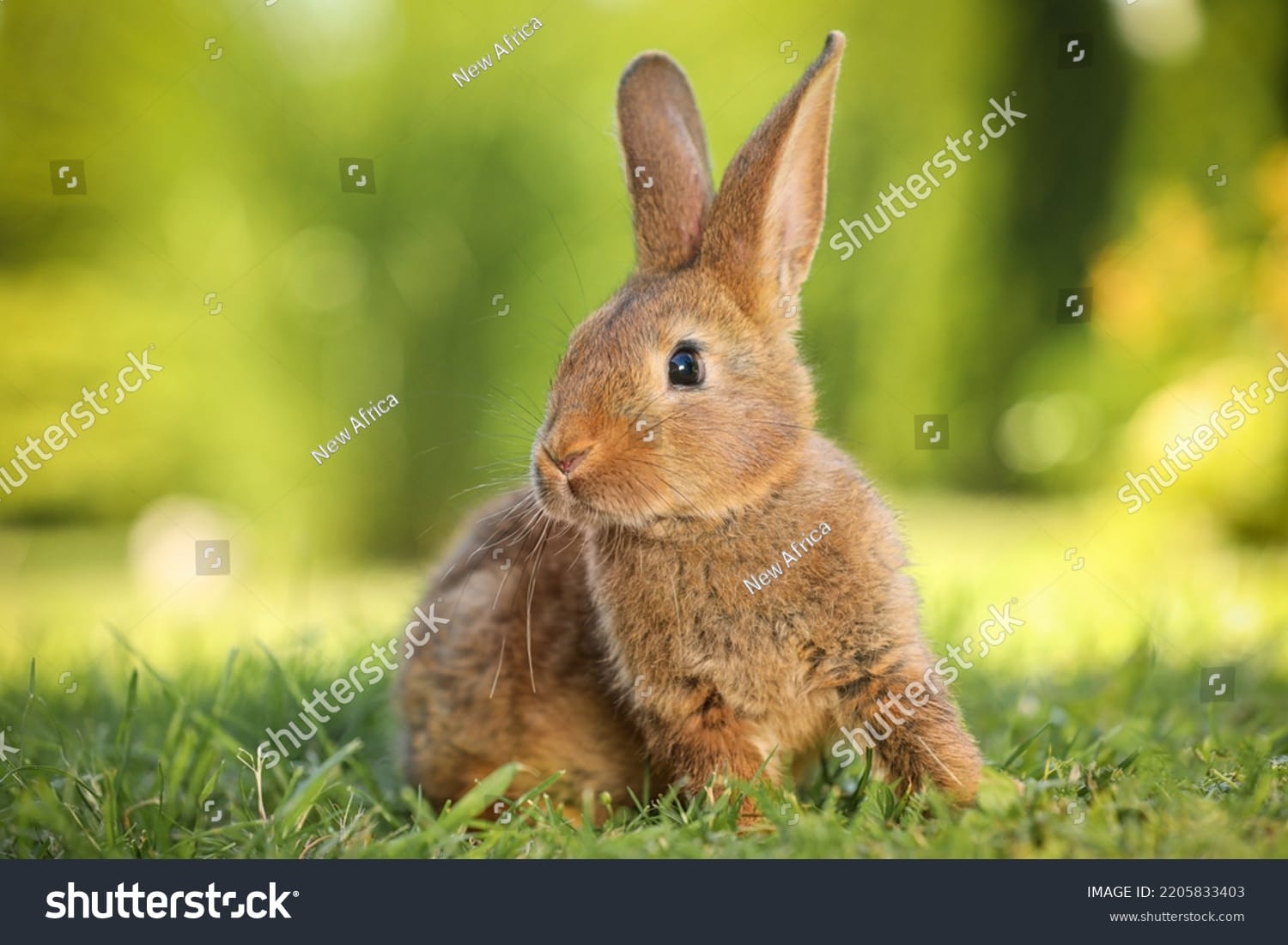 خرگوش Rabbit - کد 2205833403