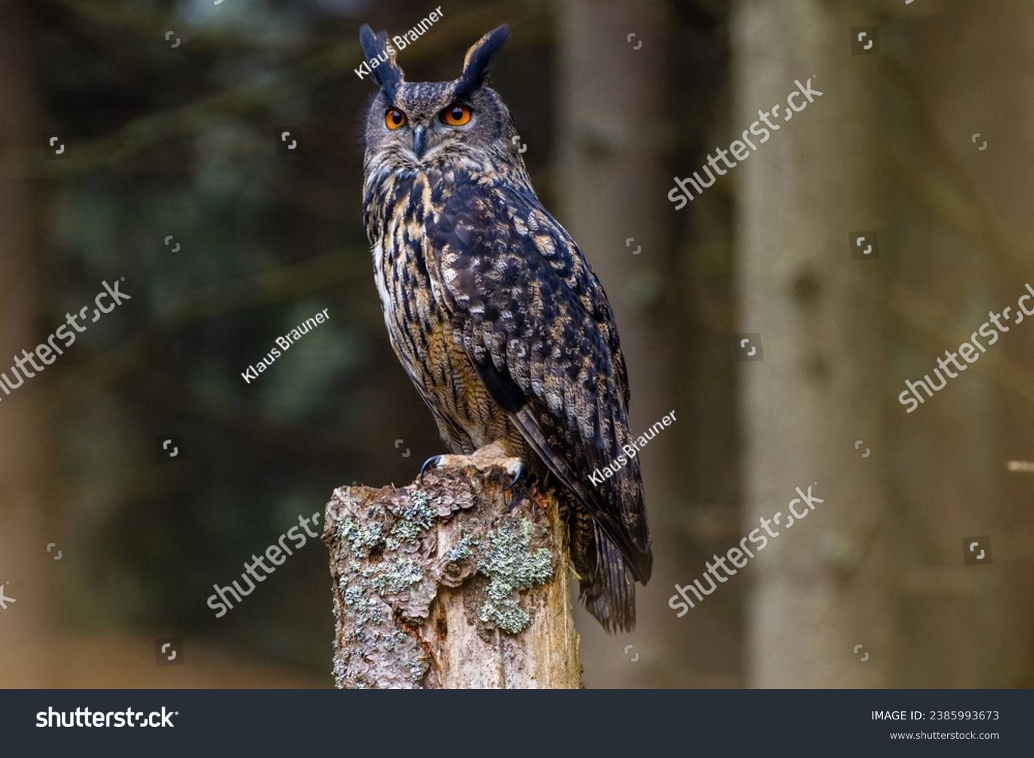 جغد Owl - کد 2385993673