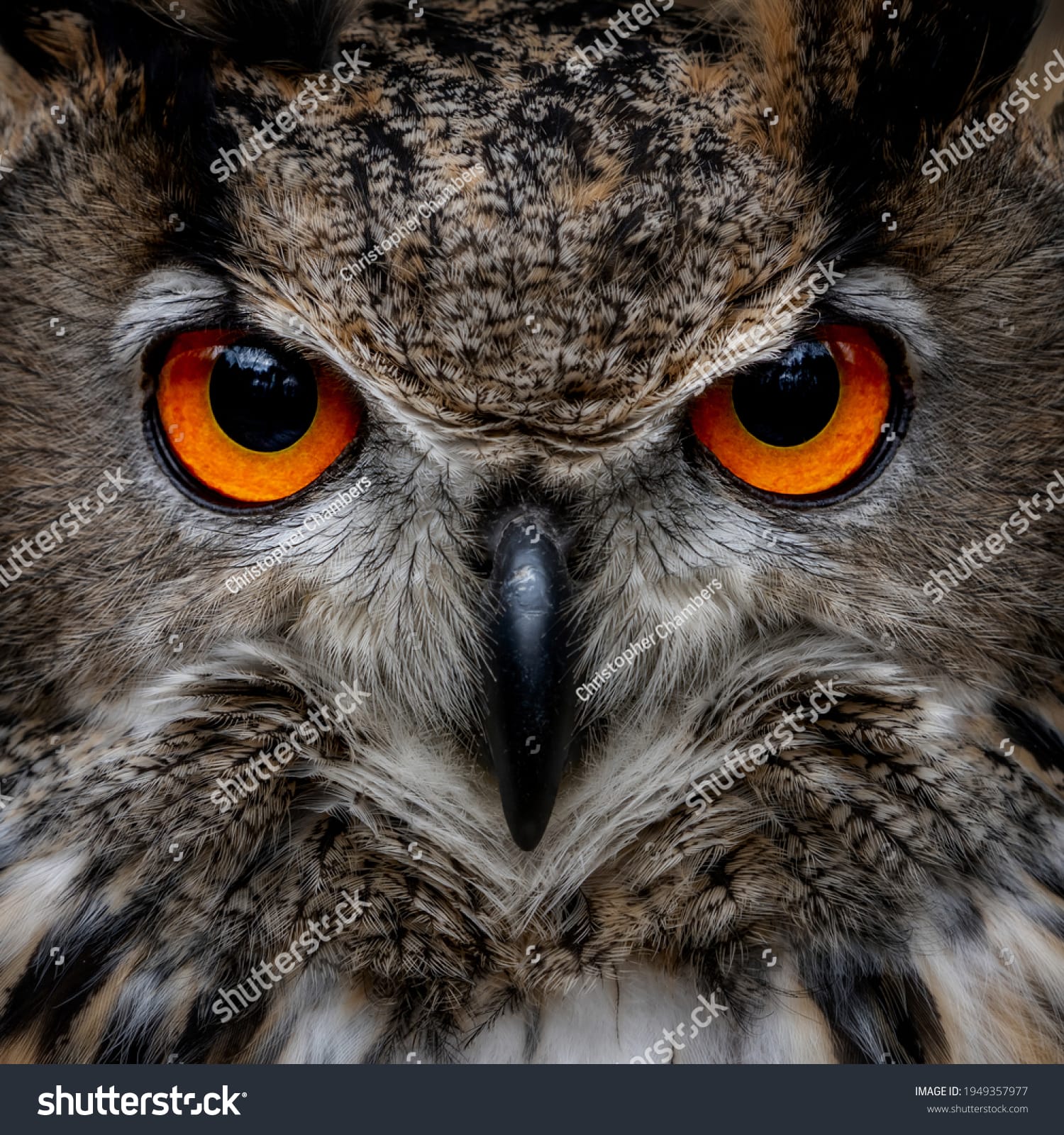 جغد Owl - کد 1949357977