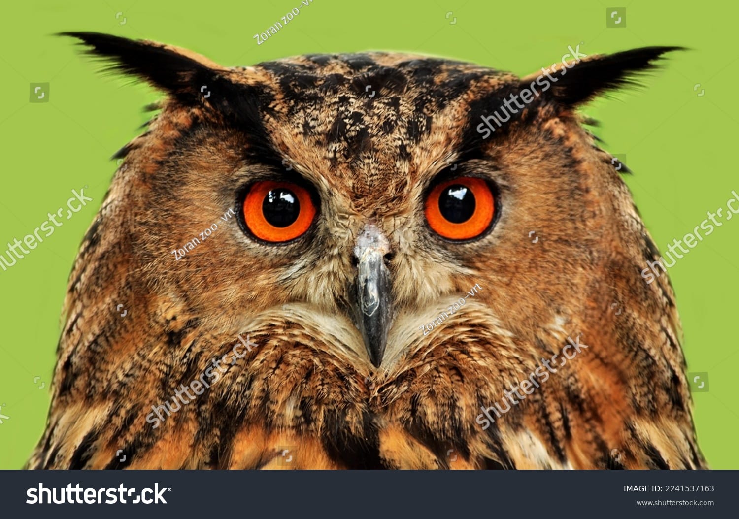 جغد Owl - کد 2241537163